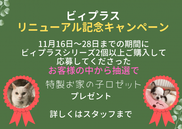 ビィプラスリニューアル記念　イベント (5)