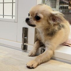 可愛いミックスちゃんをご紹介します