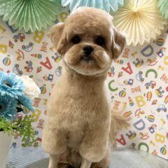 可愛すぎるぅー！