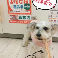 地域のお店応援商品券