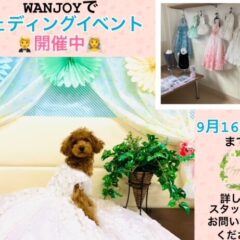 🥰WANJOYにてウェディングイベント開催中🥰