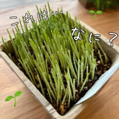 わんこ＆にゃんこ用の食べれる草が登場♪
