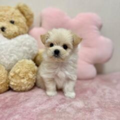 Newべいびぃず！