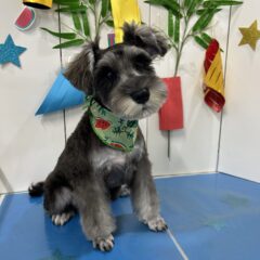 4ヶ月のビビちゃんが来てくれました✂︎