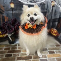 ナナちゃんが来てくれました🐶