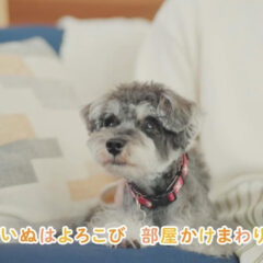 孔明君がCMデビューしました(*^^*)