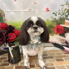 🐾来てくれました🐾