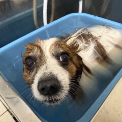 うるうるorポカポカ