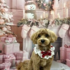 可愛い子が来てくれました(⋈◍＞◡＜◍)。✧♡