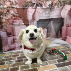 かわいいこが来てくれました💕