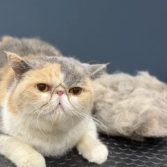 来てくれました❣️