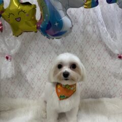 マシュマロちゃんが来てくれました💓