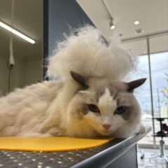 レーキングでさっぱり！