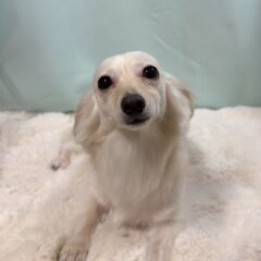 トリミングに来てくれました💕