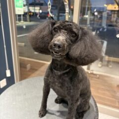 トリミングで来てくれました♡