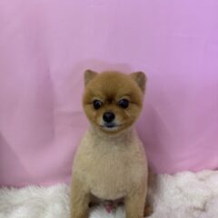 こたろうくんが来てくれました♡