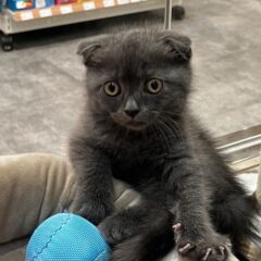 可愛い可愛いスコちゃん