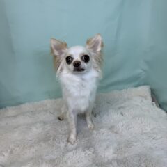 トリミングに来てくれました🐾