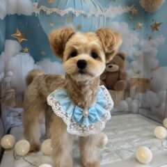 ☆来てくれました☆