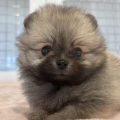 可愛いポメラニアンちゃん