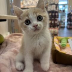 可愛いブリティッシュちゃん