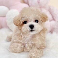 子犬ちゃんの紹介をします🙌