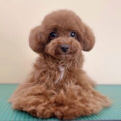✧･ﾟ: ✧･ﾟ: お利口さんで甘えん坊♡ :･ﾟ✧:･ﾟ✧