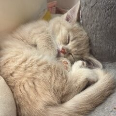 可愛いマンチカンちゃん